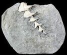 Archimedes Screw Bryozoan Fossil - Illinois #53350-1